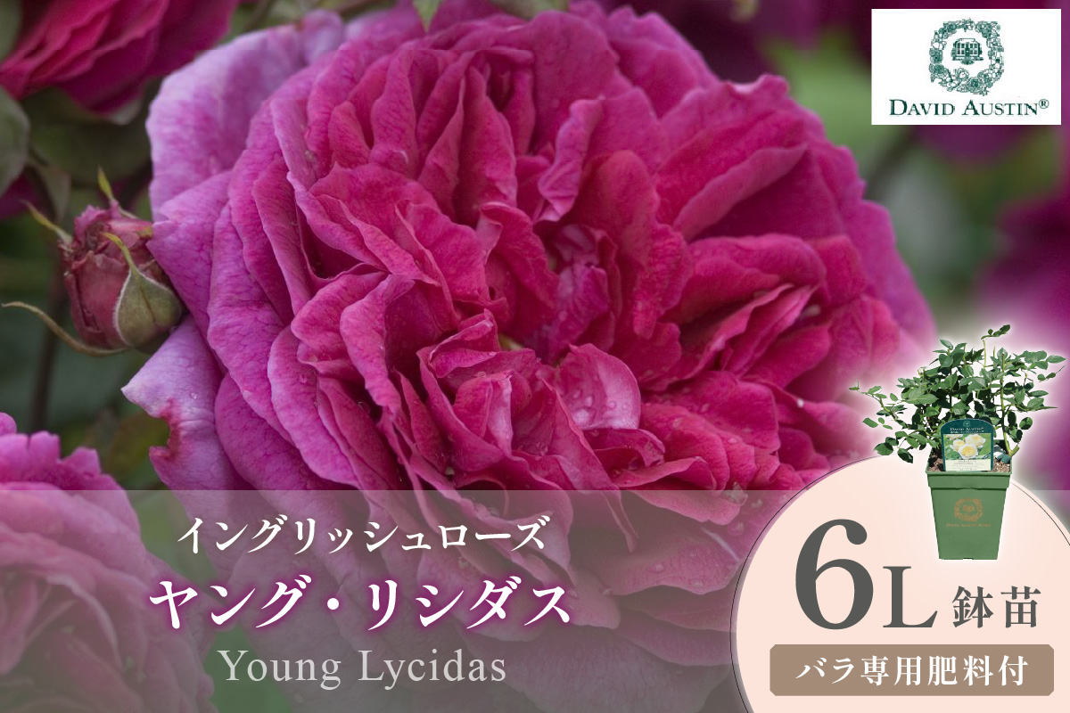 【イングリッシュローズ】デビッド・オースチン ヤング・リシダス 6L鉢苗（バラ専用肥料付）【025D-060】