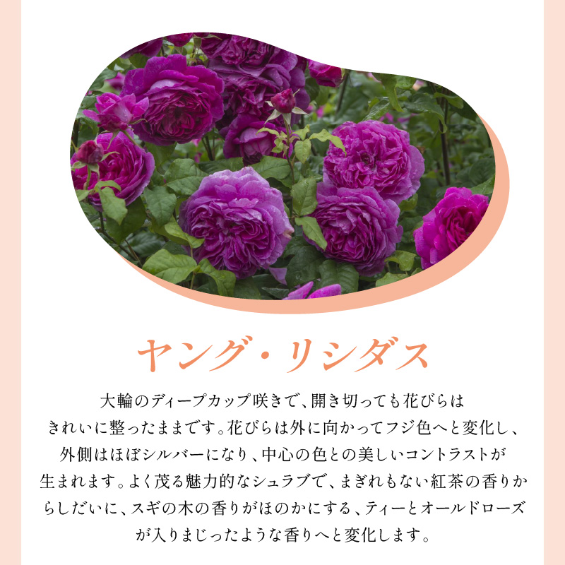 【イングリッシュローズ】デビッド・オースチン ヤング・リシダス 6L鉢苗（バラ専用肥料付）【025D-060】