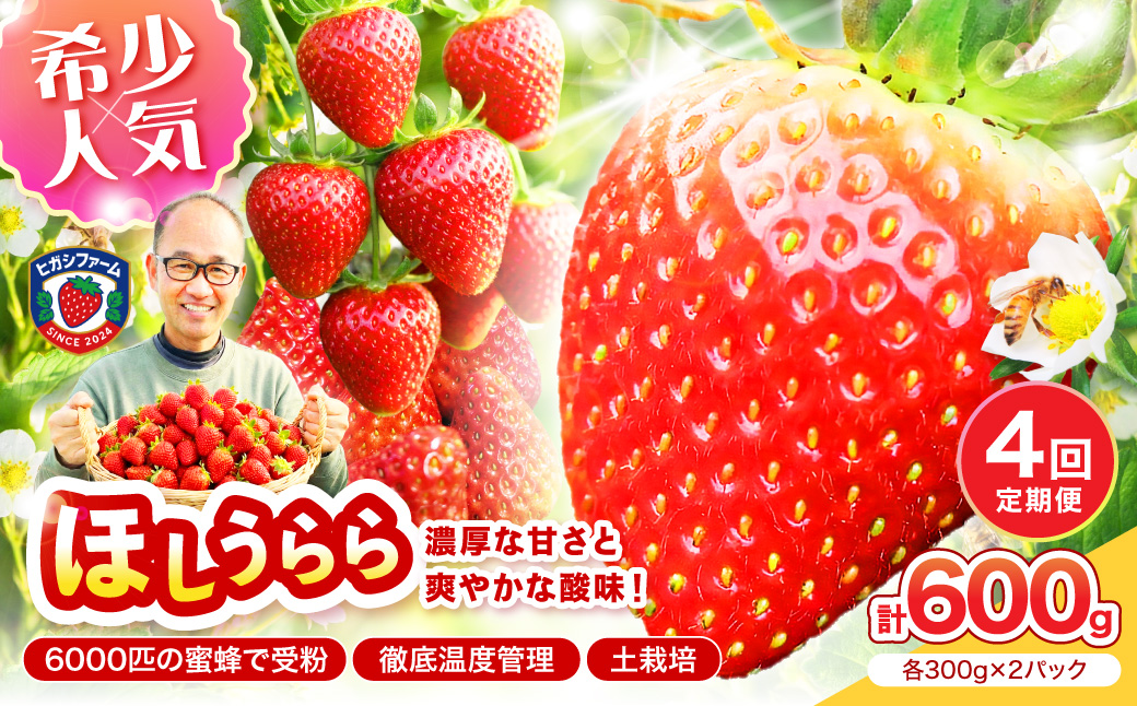 【2027年1月～5月発送予定】【糖度12〜15度の希少品種】いちご ほしうらら 約600g（約300g×2パック×1箱）4ヶ月定期便【配送不可地域：北海道・沖縄・離島】【121B-002-2027】