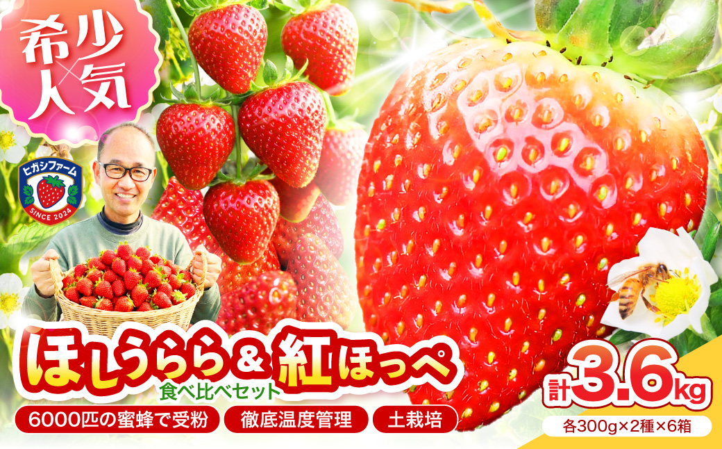 【2027年1月～5月発送予定】希少品種 ほしうらら と 紅ほっぺ の食べ比べセット 約3.6kg（約300g×12パック×6箱）【配送不可地域：北海道・沖縄・離島】【121B-007-2027】