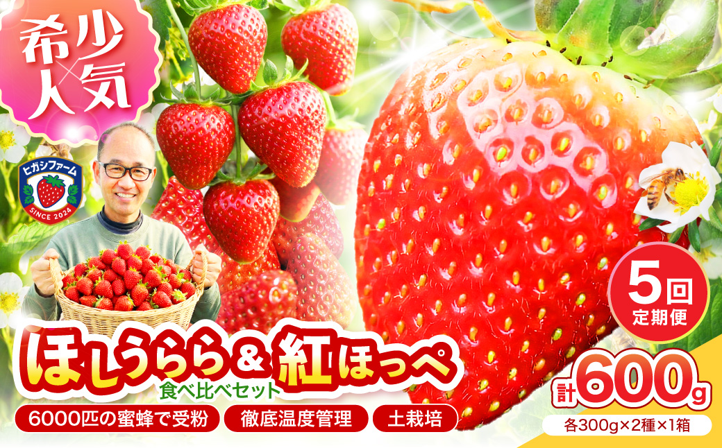 【2027年1月～5月発送予定】希少品種 ほしうらら と 紅ほっぺ の食べ比べセット 約600g（約300g×各種1パック×1箱）5ヶ月定期便【配送不可地域：北海道・沖縄・離島】【121B-009-2027】