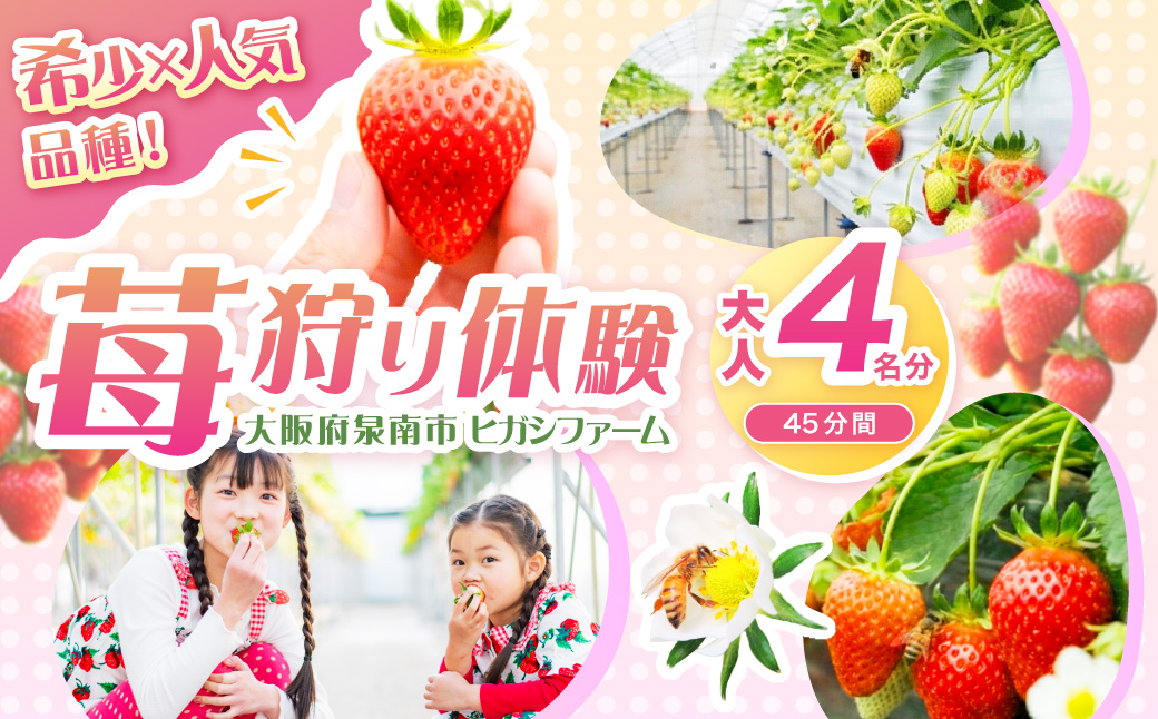 【見つけて、摘んで、食べて！】希少いちご「ほしうらら」を摘みに行こう いちご狩り 体験チケット（大人4名）【121C-001】