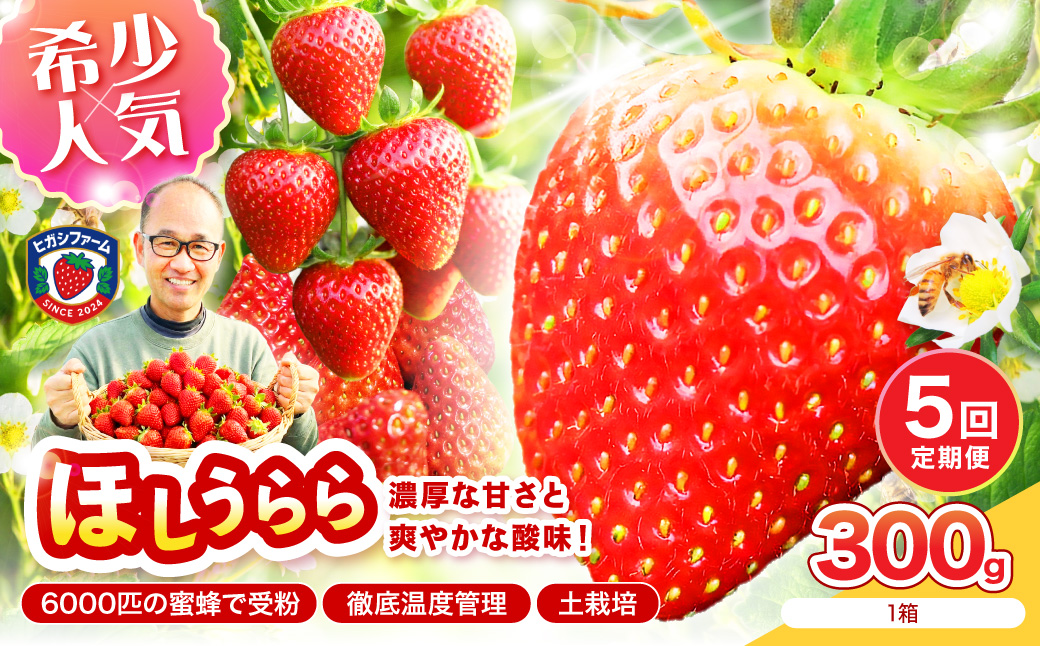 【2027年1月～5月発送予定】【糖度12〜15度の希少品種】いちご  ほしうらら 約300g（約300g×1パック×1箱）5ヶ月定期便【配送不可地域：北海道・沖縄・離島】【121C-004-2027】