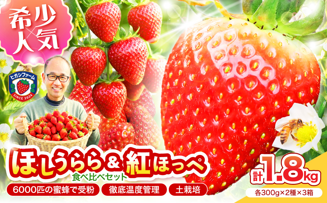 【2027年1月～5月発送予定】希少品種 ほしうらら と 紅ほっぺ の食べ比べセット 約1.8kg（約300g×6パック×3箱）【配送不可地域：北海道・沖縄・離島】【121C-012-2027】