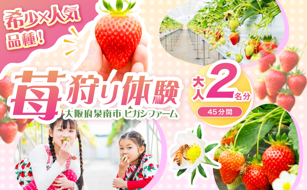 【見つけて、摘んで、食べて！】希少いちご「ほしうらら」を摘みに行こう いちご狩り 体験チケット（大人2名）【121D-001】