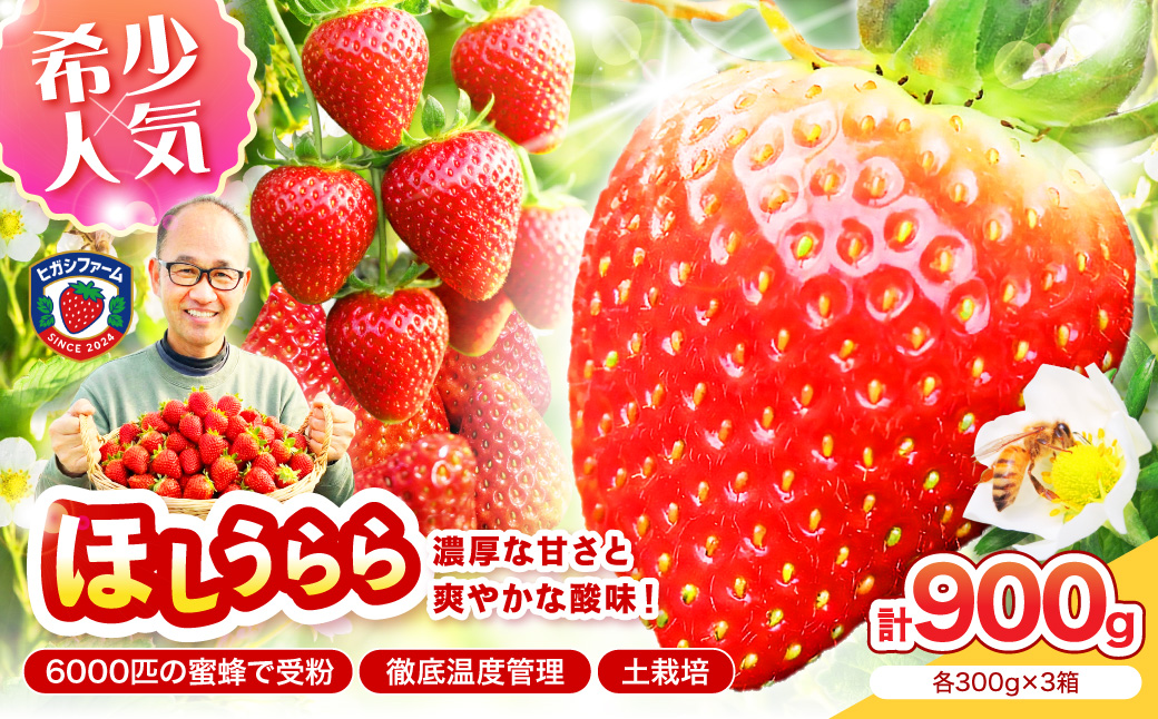 【2027年1月～5月発送予定】【糖度12〜15度の希少品種】いちご ほしうらら 約900g（約300g×1パック×3箱）【配送不可地域：北海道・沖縄・離島】【121D-003-2027】