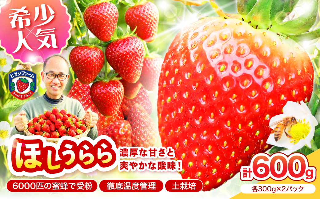 【2027年1月～5月発送予定】【糖度12〜15度の希少品種】いちご  ほしうらら 約600g（約300g×2パック×1箱）【配送不可地域：北海道・沖縄・離島】【121D-006-2027】