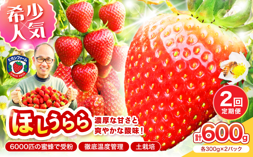 【2027年1月～5月発送予定】【糖度12〜15度の希少品種】いちご  ほしうらら 約600g（約300g×2パック×1箱）2ヶ月定期便【配送不可地域：北海道・沖縄・離島】【121D-007-2027】