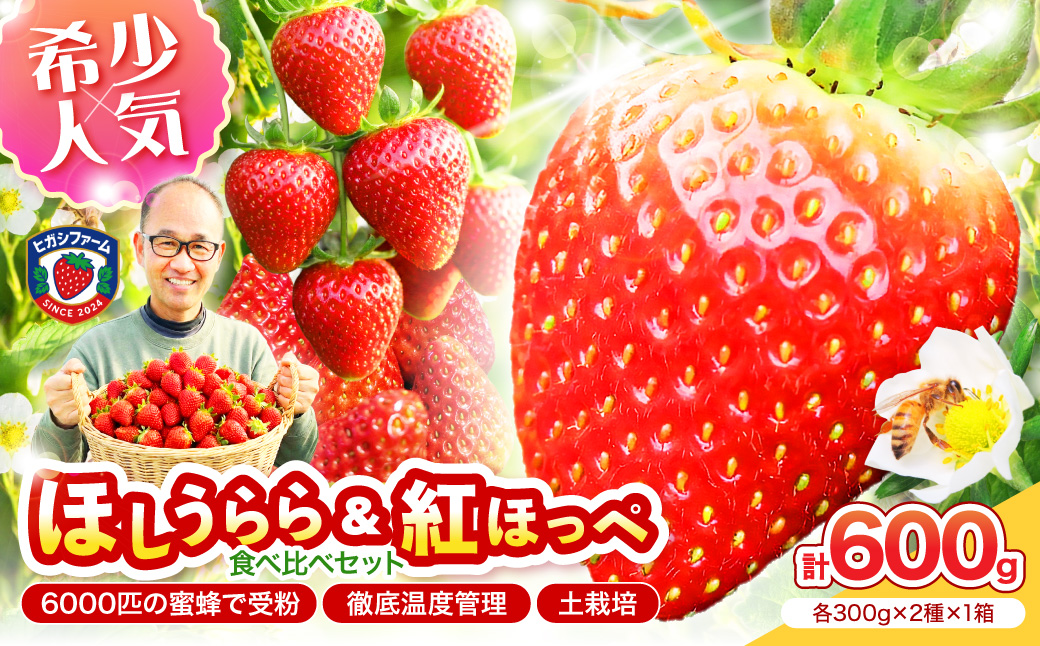 【2027年1月～5月発送予定】希少品種 ほしうらら と 紅ほっぺ の食べ比べセット 約600g（約300g×2パック×1箱）【配送不可地域：北海道・沖縄・離島】【121D-013-2027】