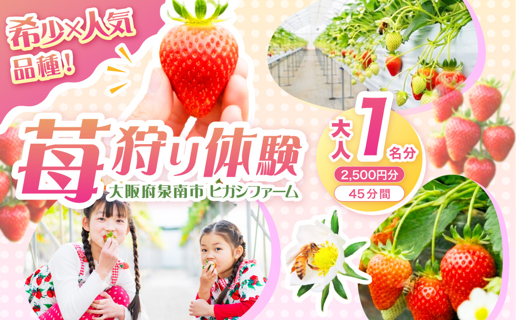 【見つけて、摘んで、食べて！】希少いちご「ほしうらら」を摘みに行こう いちご狩り 体験チケット（大人1名 2,500円分）【121E-001】