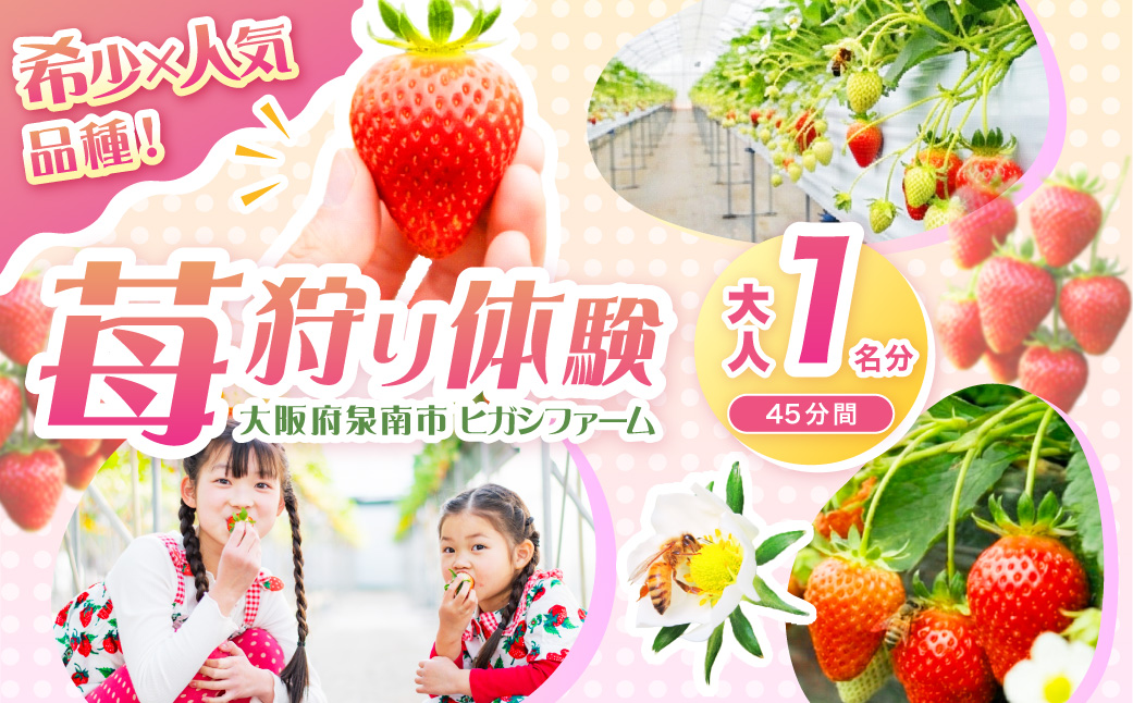 【見つけて、摘んで、食べて！】希少いちご「ほしうらら」を摘みに行こう いちご狩り 体験チケット（大人1名）【121E-001】
