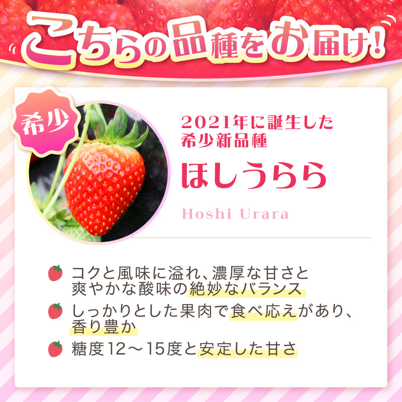 【2027年1月～5月発送予定】【糖度12〜15度の希少品種】いちご ほしうらら 約600g（約300g×2パック×1箱）5ヶ月定期便【配送不可地域：北海道・沖縄・離島】【121B-003-2027】