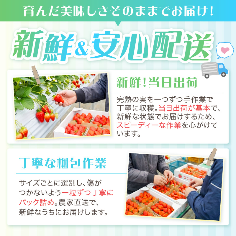 【2027年1月～5月発送予定】【糖度12〜15度の希少品種】いちご ほしうらら 約600g（約300g×2パック×1箱）5ヶ月定期便【配送不可地域：北海道・沖縄・離島】【121B-003-2027】