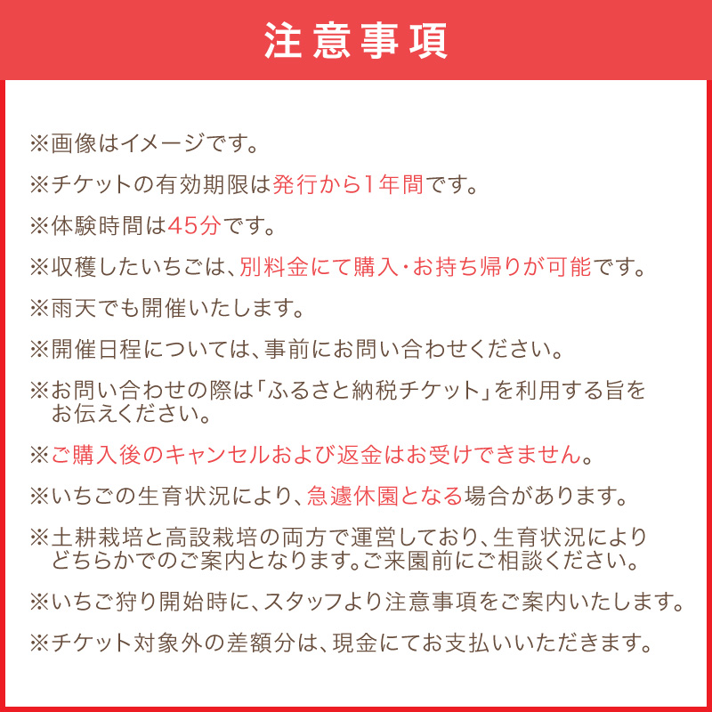【見つけて、摘んで、食べて！】希少いちご「ほしうらら」を摘みに行こう いちご狩り 体験チケット（大人1名）【121E-001】