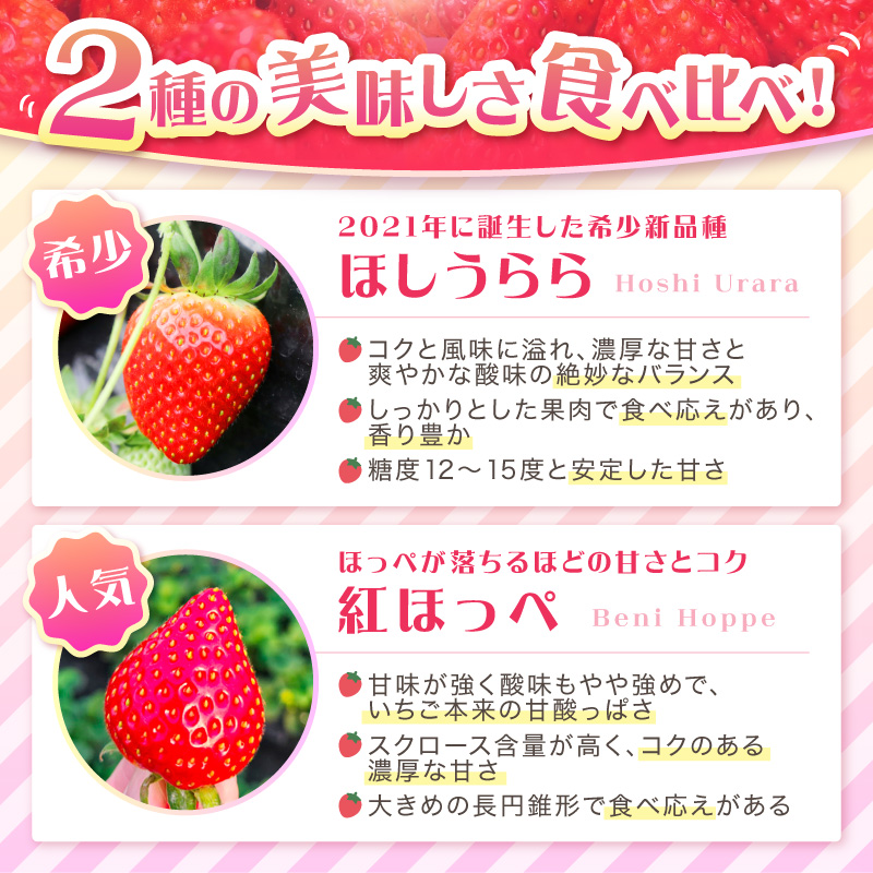 【2027年1月～5月発送予定】希少品種 ほしうらら と 紅ほっぺ の食べ比べセット 約1.8kg（約300g×6パック×3箱）【配送不可地域：北海道・沖縄・離島】【121C-012-2027】