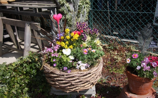 季節の花の寄せ植え 38cm【005B-002】