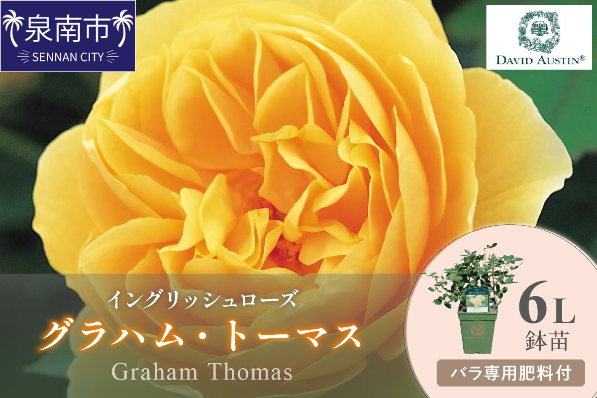 【イングリッシュローズ】デビッド・オースチン グラハム・トーマス6L鉢苗（バラ専用肥料付）【025D-028】