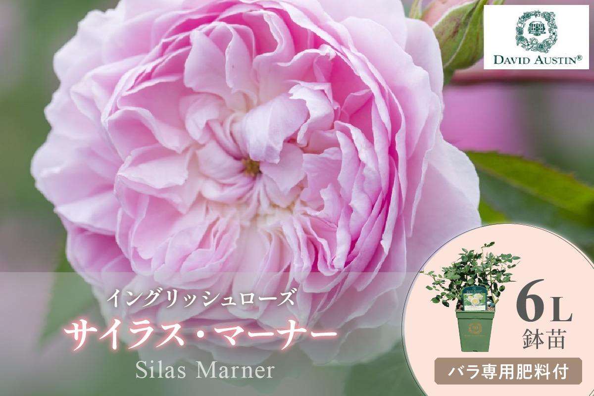 【イングリッシュローズ】デビッド・オースチン サイラス・マーナー6L鉢苗（バラ専用肥料付）【025D-021】