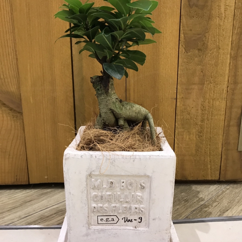 ガジュマル植え込み【009D-055】