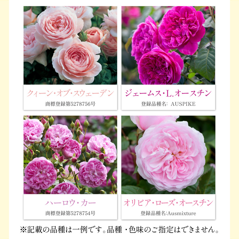 【 イングリッシュローズ 】 デビッド・オースチン つるバラ鉢苗（バラ専用肥料付） 花 バラ 薔薇 ばら インテリア ガーデニング フラワー つるバラ鉢苗 鉢苗 植物 薔薇苗 フラワー 初心者【025D-004】