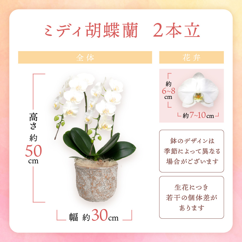 ミディ胡蝶蘭 2本立【配送不可地域：北海道・沖縄・離島】【008C-007】