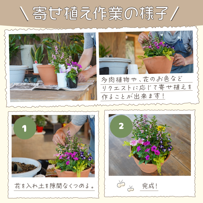 季節の花の寄せ植え 30?【005D-007】