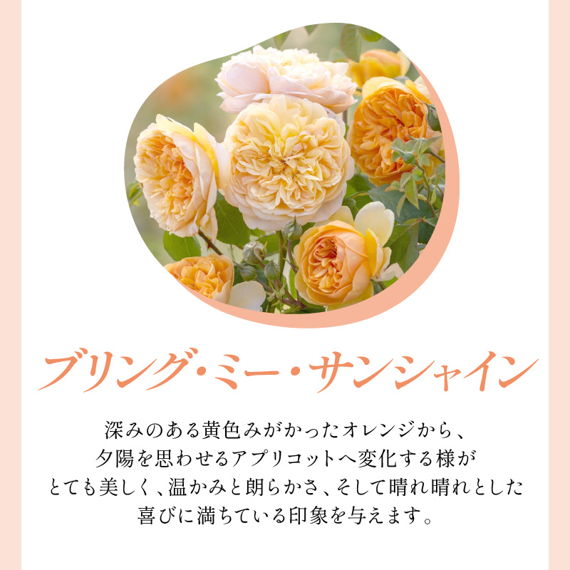 ãã€ã³ã°ãªãã·ã¥ããŒãºãããããã»ãªãŒã¹ãã³ ããªã³ã°ã»ããŒã»ãµã³ã·ã£ã€ã³6L é¢èïŒãã©å°çšè¥æä»ïŒã025D-024ã