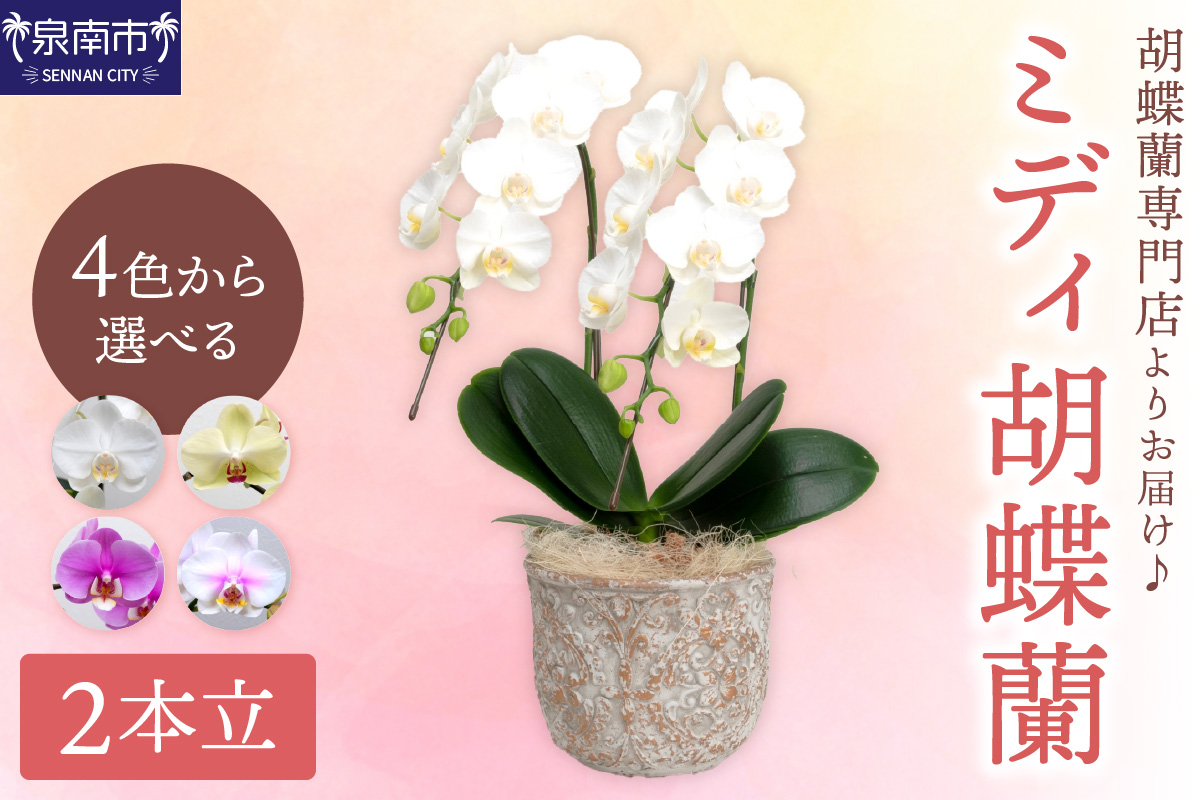 ミディ胡蝶蘭 2本立【配送不可地域：北海道・沖縄・離島】【008C-007】