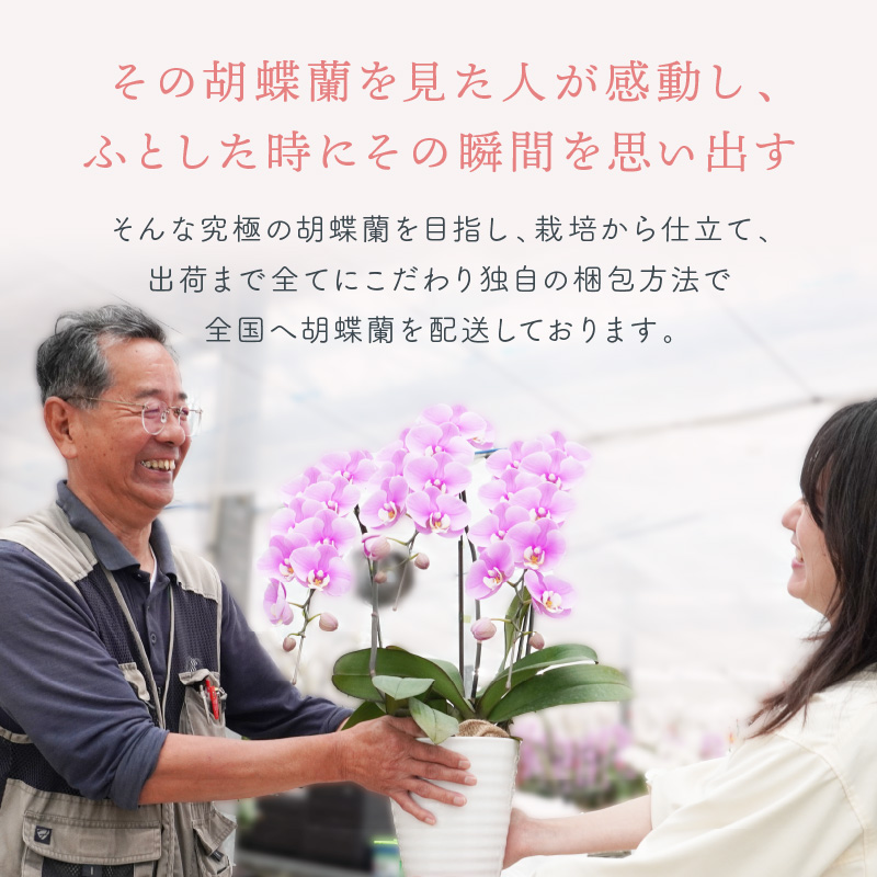 胡蝶蘭 白大輪5本立 65輪【008A-007】