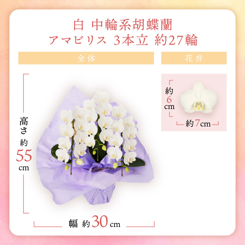 è¡è¶è çœäžèŒªã¢ãããªã¹3æ¬ç« 27茪ã008D-002ã