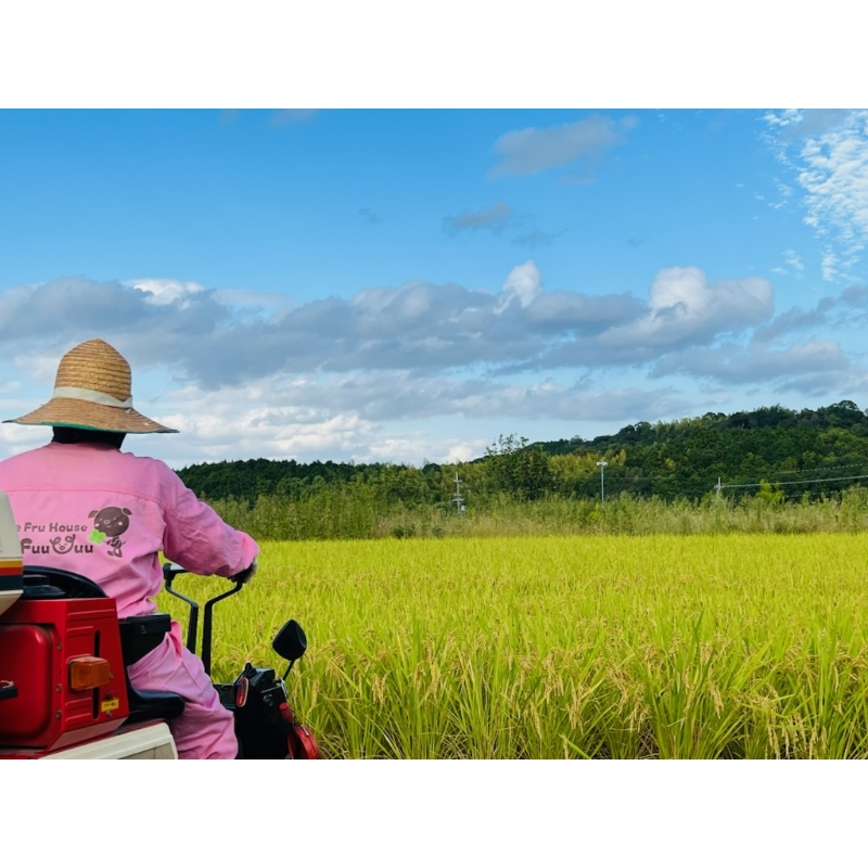 農業姉妹がこだわって栽培！ 大阪府産 泉南市のお米 白米5kg 1年定期便【024A-025】