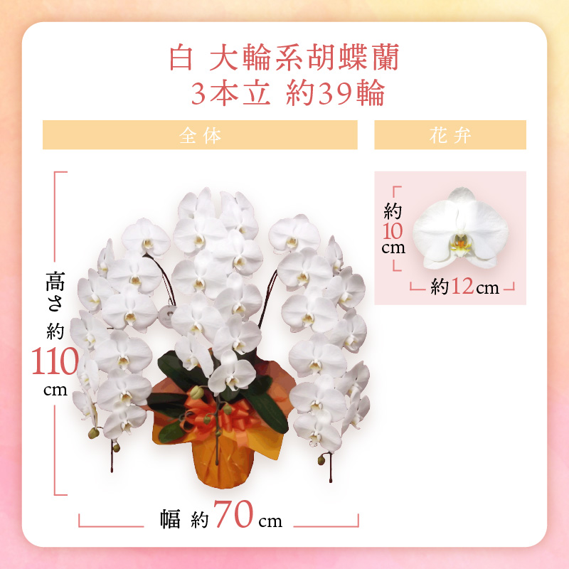 胡蝶蘭 白大輪3本立 39輪【008B-009】