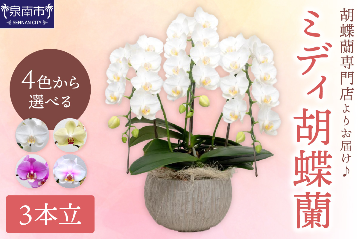 ミディ胡蝶蘭 3本立【配送不可地域：北海道・沖縄・離島】【008C-011】