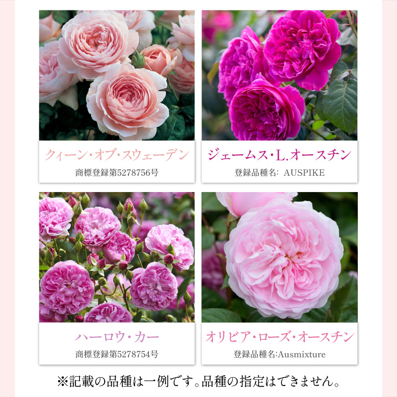 ãã€ã³ã°ãªãã·ã¥ããŒãºã ããããã»ãªãŒã¹ãã³ ãã©é¢è ïŒãã©å°çšè¥æä»ïŒãåçš®æå®äžå¯ã ãã© ã°ã ã€ã³ã°ãªãã·ã¥ããŒãº ãã©é¢è é¢è è±ã025D-003ã