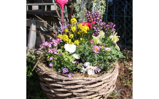 季節の花の寄せ植え 38cm鉢【005B-003】