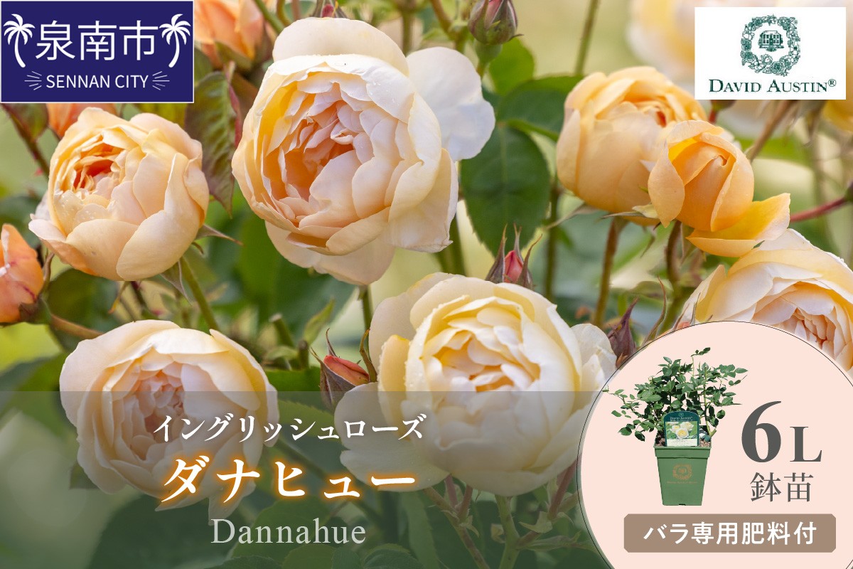 【イングリッシュローズ】デビッド・オースチン ダナヒュー6L鉢苗（バラ専用肥料付）【025D-033】
