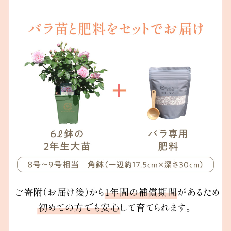【イングリッシュローズ】デビッド・オースチン スノーグース ランブラー6L鉢苗（バラ専用肥料付）【025D-031】