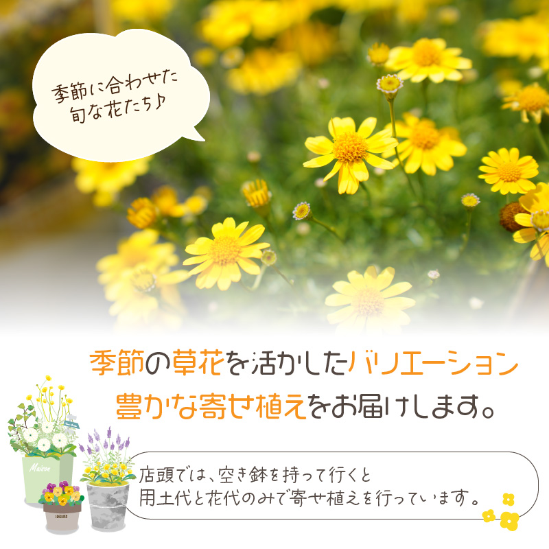 季節の花の寄せ植え 25cm鉢【005D-005】