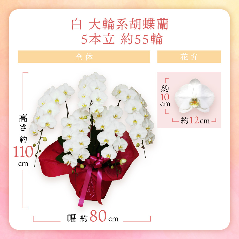 胡蝶蘭 白大輪5本立 55輪【008A-005】