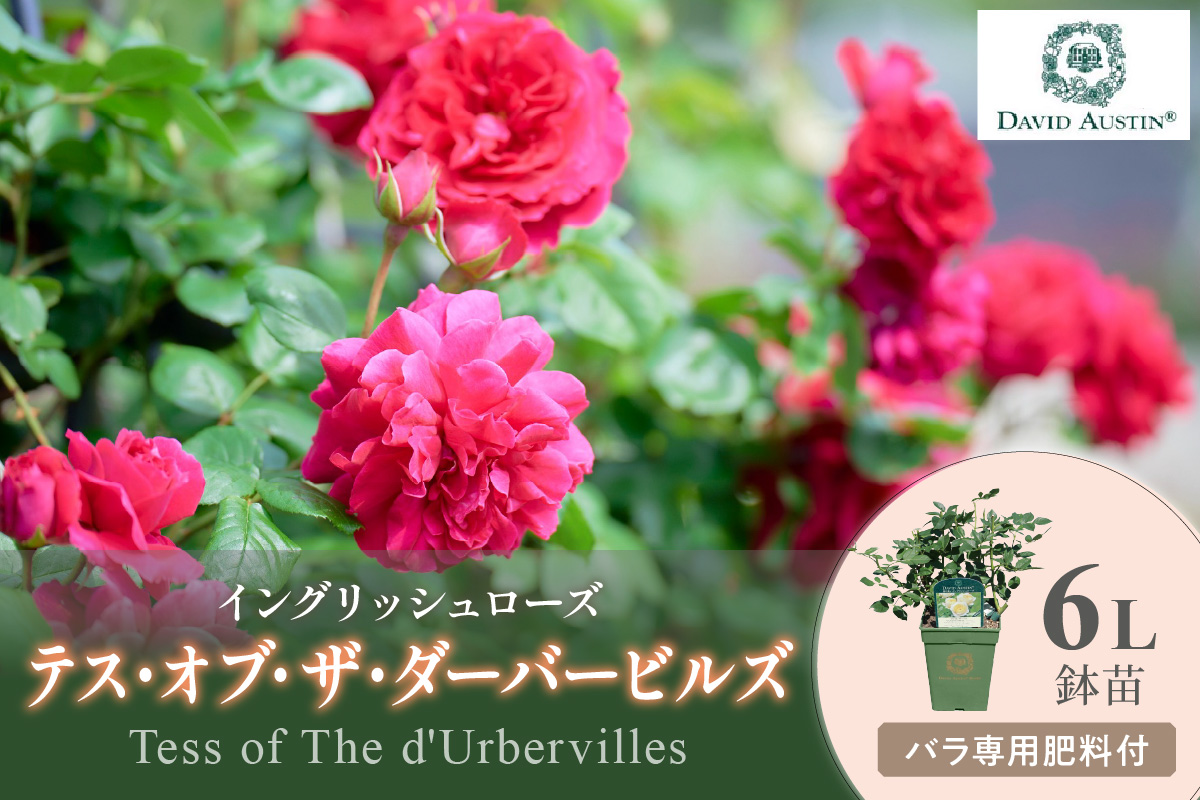 【イングリッシュローズ】デビッド・オースチン テス・オブ・ザ・ダーバービルズ 6L鉢苗（バラ専用肥料付）【025D-023】