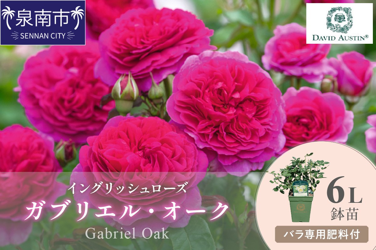 【イングリッシュローズ】デビッド・オースチン ガブリエル・オーク6L鉢苗（バラ専用肥料付）【025D-026】