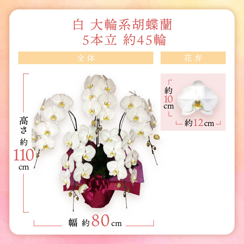 胡蝶蘭 白大輪5本立 45輪【008B-012】