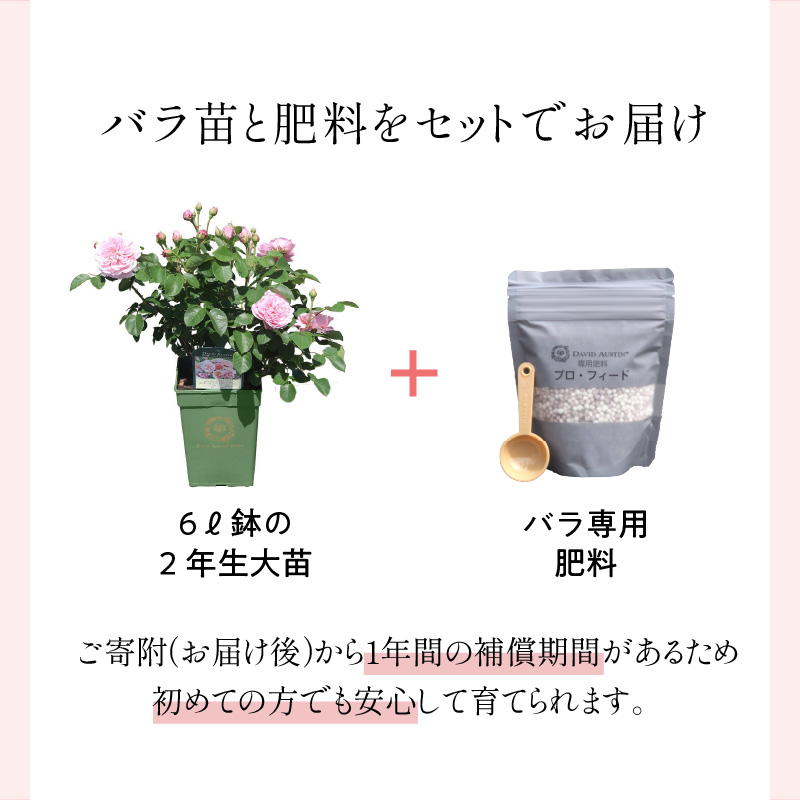 ãã€ã³ã°ãªãã·ã¥ããŒãºã ããããã»ãªãŒã¹ãã³ ãã©é¢è ïŒãã©å°çšè¥æä»ïŒãåçš®æå®äžå¯ã ãã© ã°ã ã€ã³ã°ãªãã·ã¥ããŒãº ãã©é¢è é¢è è±ã025D-003ã