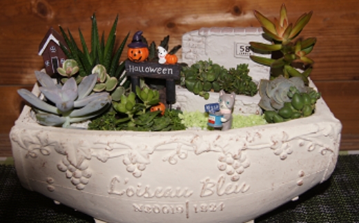 多肉植物の寄せ植え　25cm鉢【005D-006】