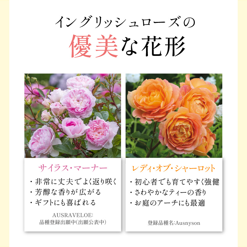 【 イングリッシュローズ 】 デビッド・オースチン つるバラ鉢苗（バラ専用肥料付） 花 バラ 薔薇 ばら インテリア ガーデニング フラワー つるバラ鉢苗 鉢苗 植物 薔薇苗 フラワー 初心者【025D-004】