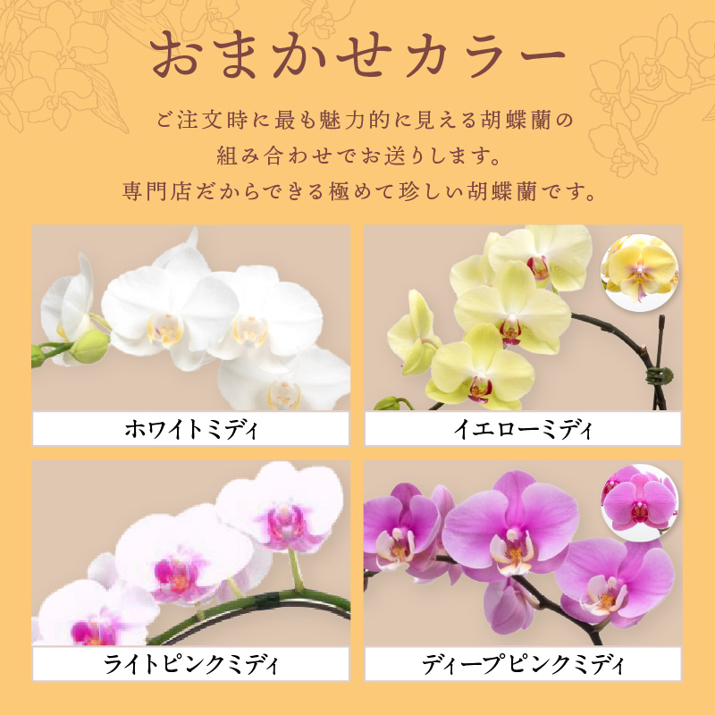 アレンジミディ胡蝶蘭 3本立【配送不可地域：北海道・沖縄・離島】【008C-012】
