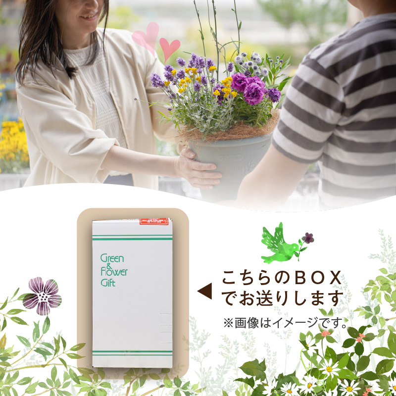 季節のお花を植えた寄せ植え 60cm【009D-062】