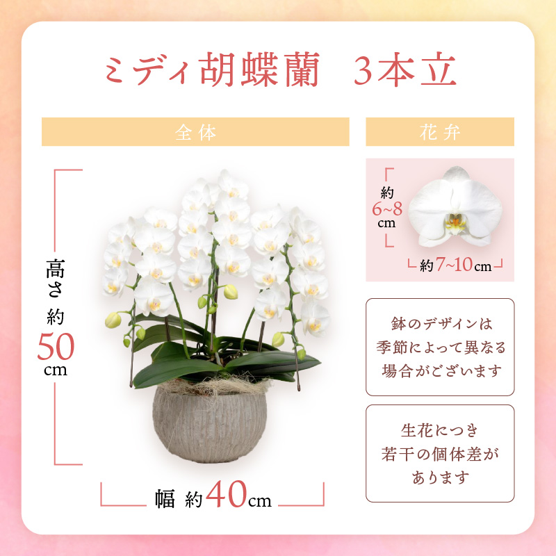 ミディ胡蝶蘭 3本立【配送不可地域：北海道・沖縄・離島】【008C-011】