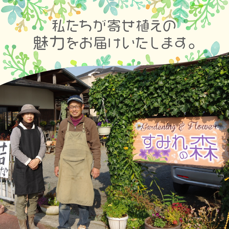 多肉植物の寄せ植え 30cm鉢【005D-008】