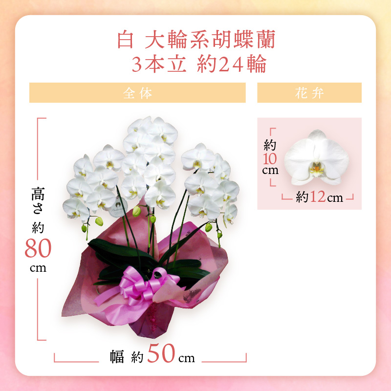 胡蝶蘭 白大輪3本立 24輪【008C-004】